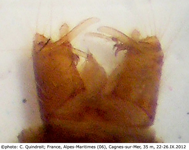 hypopygium