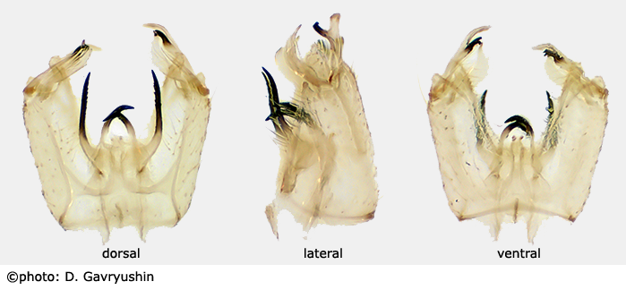 hypopygium