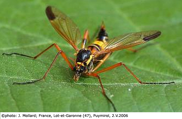 habitus - female