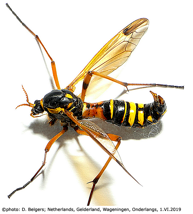 habitus - female