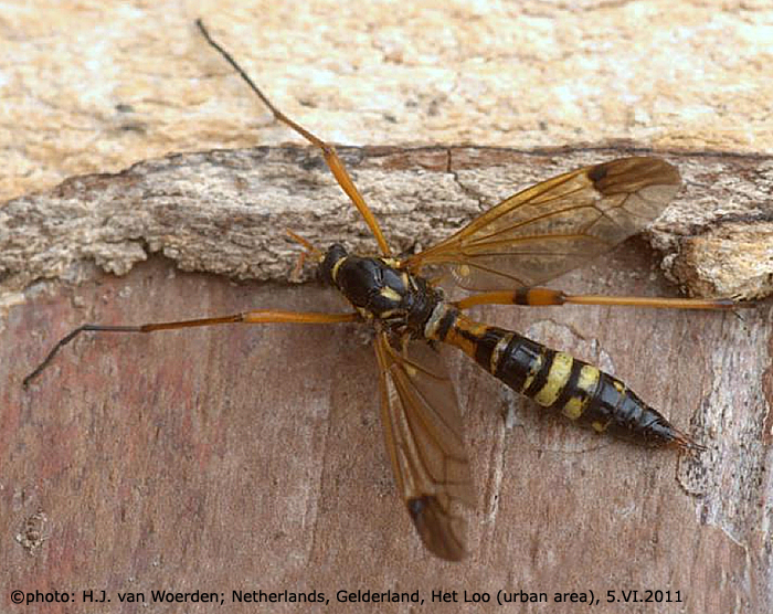 habitus - female