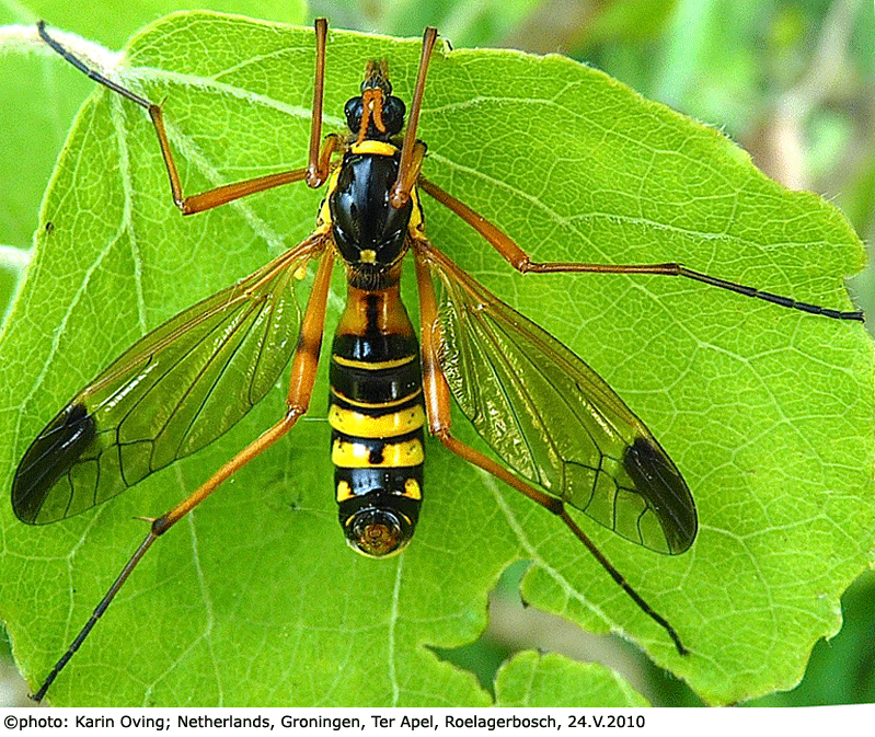 habitus - female