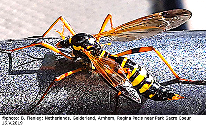 habitus - female