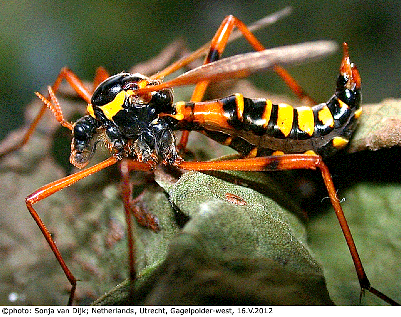 habitus - female