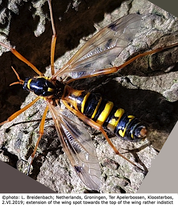 habitus - female