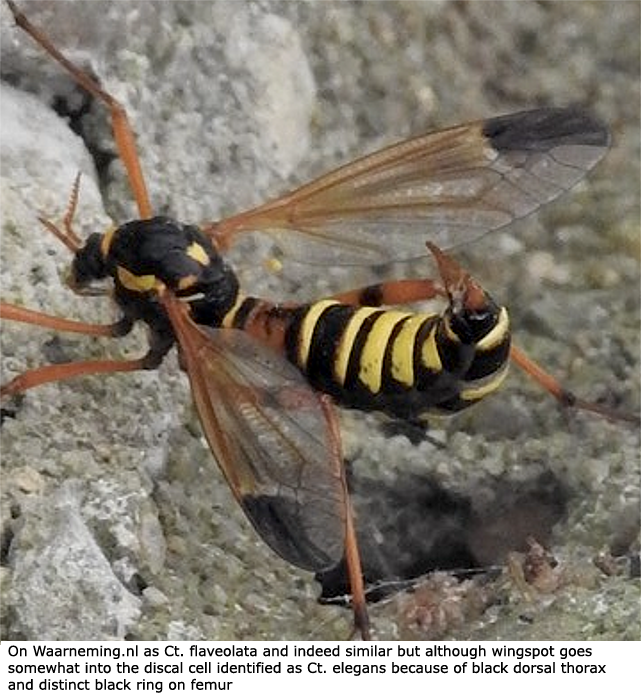 habitus - female