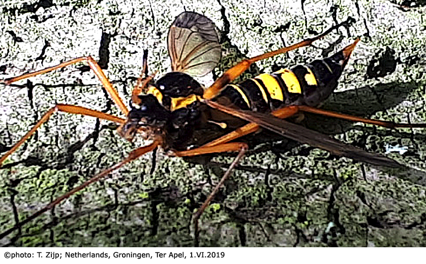 habitus - female