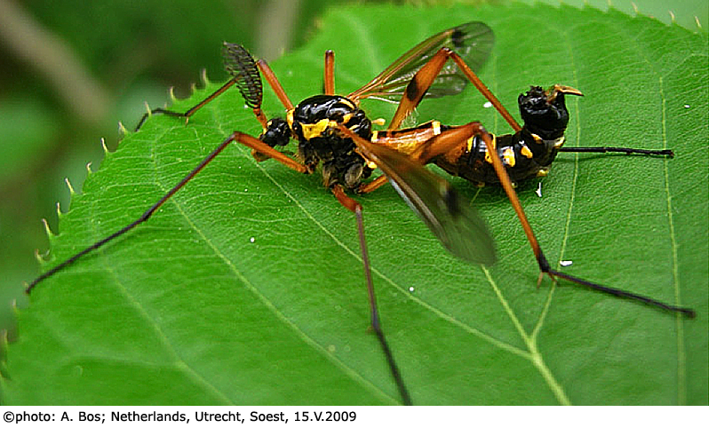habitus - male