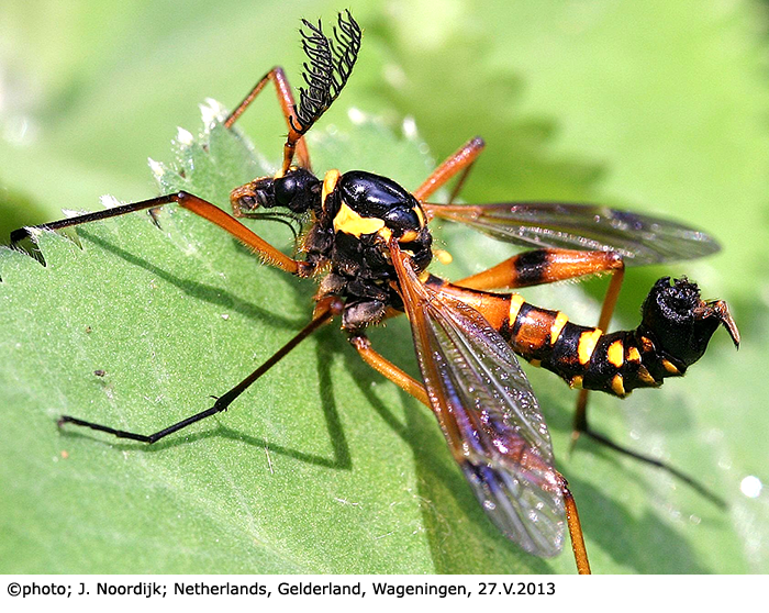 habitus - male