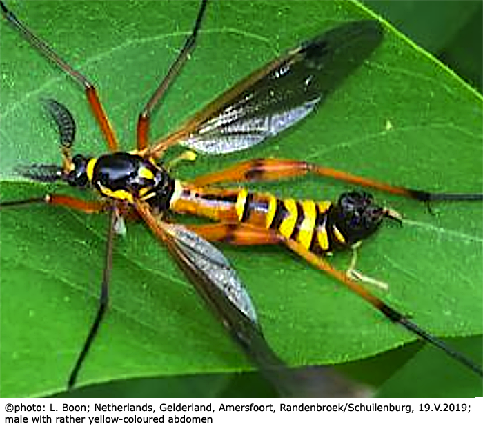 habitus - male