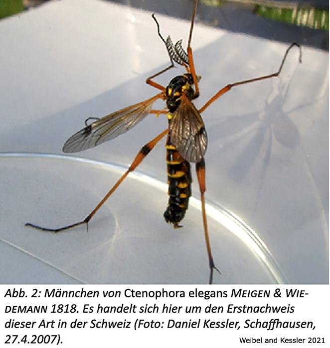 habitus - male
