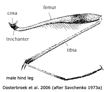 body part(s) - leg