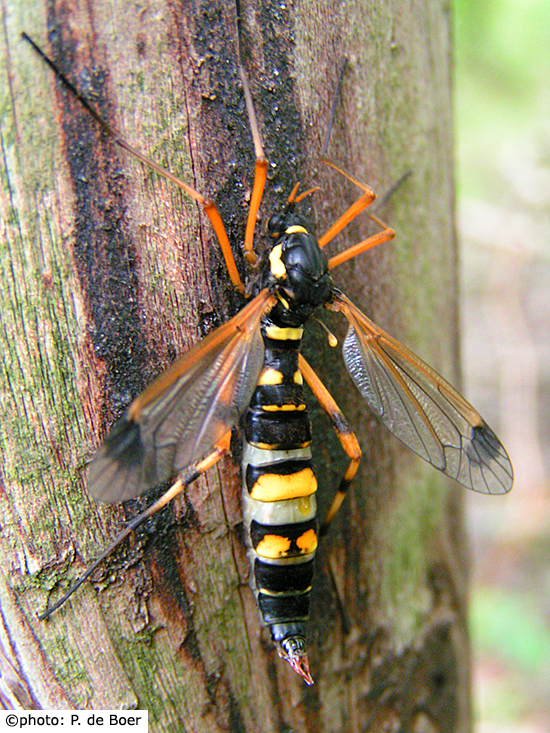 habitus - female