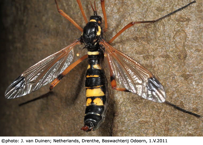 habitus - female