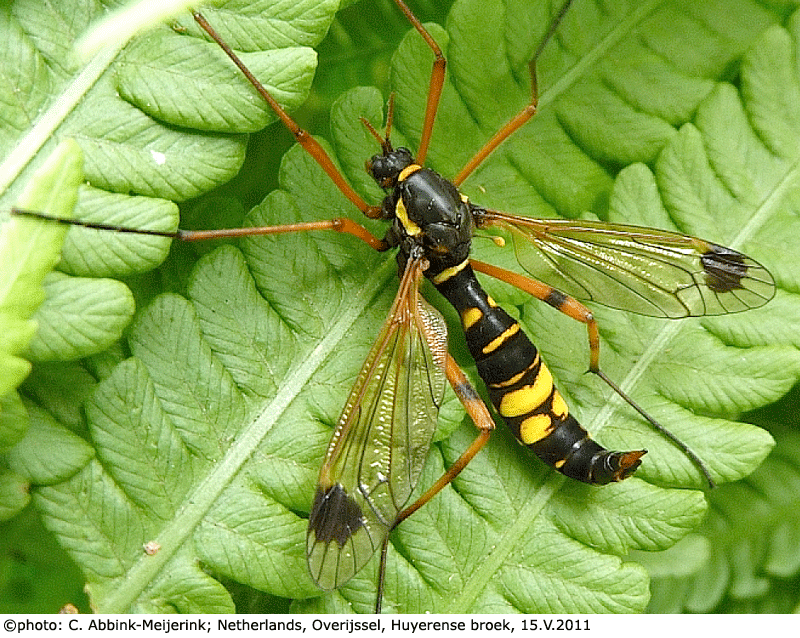 habitus - female
