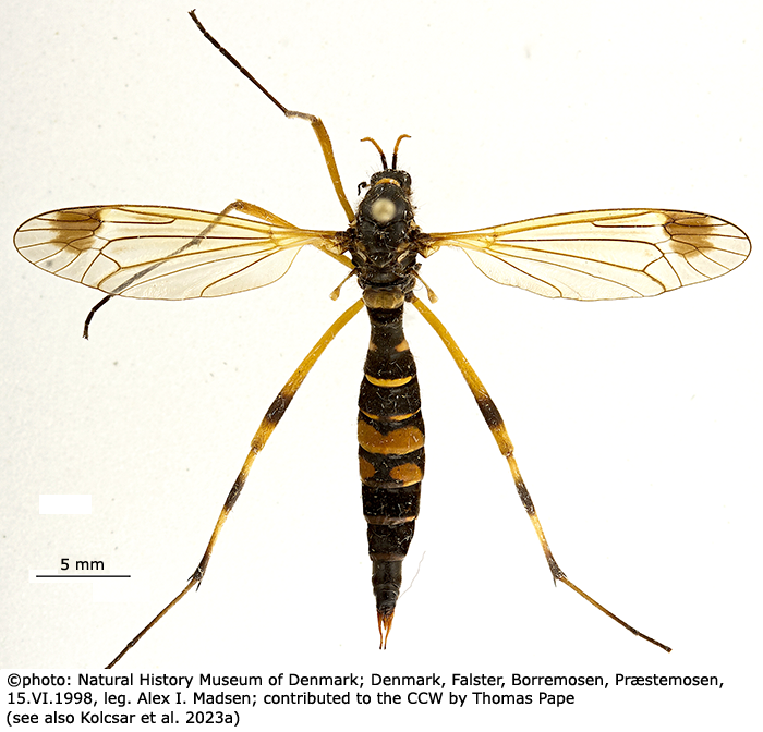 habitus - female