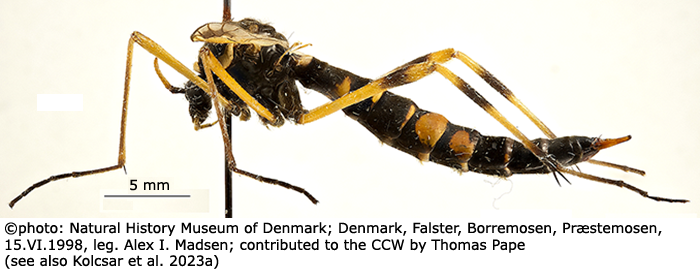habitus - female