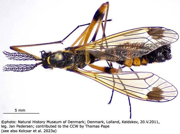 habitus - male