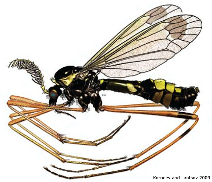 habitus - male