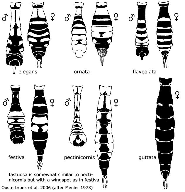 body part(s) - abdomen