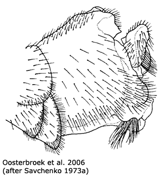 hypopygium