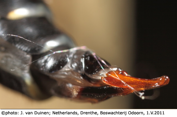 ovipositor