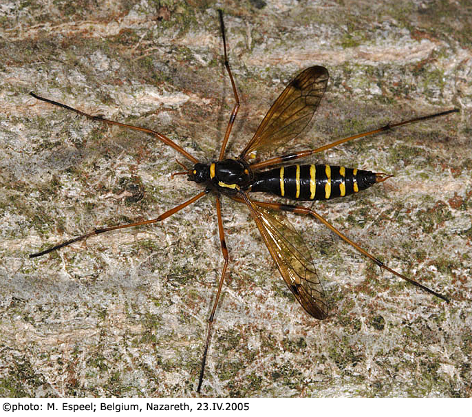 habitus - female
