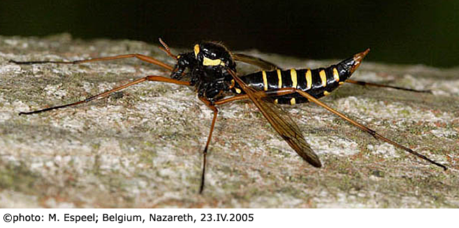 habitus - female