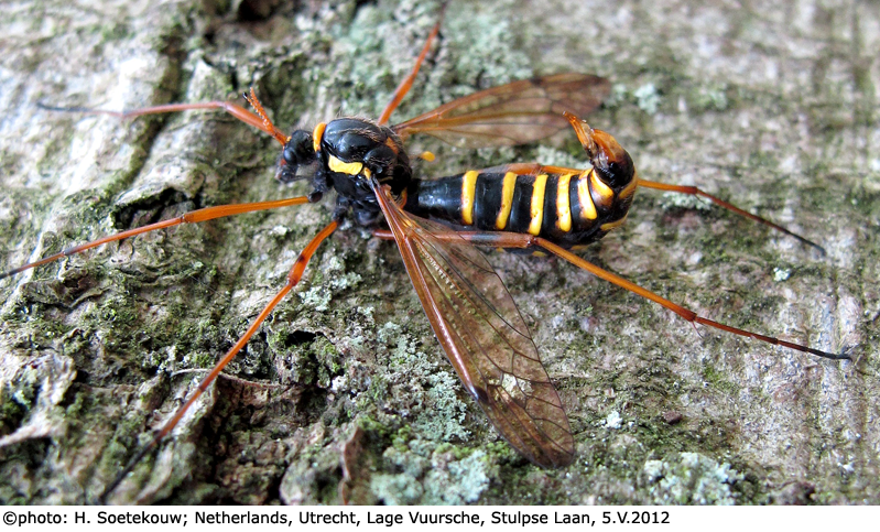 habitus - female
