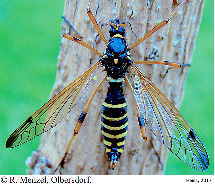 habitus - female