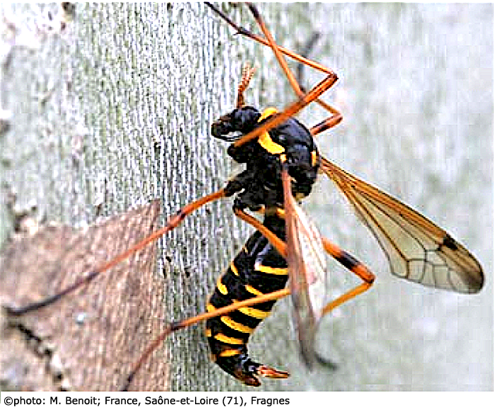 habitus - female