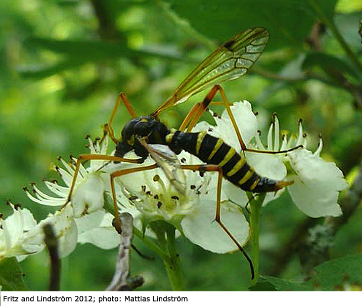 habitus - female