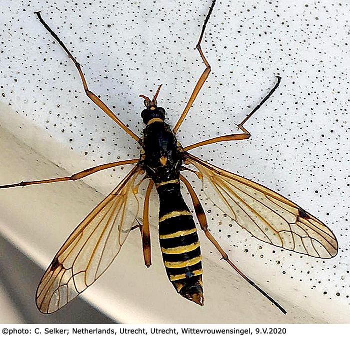 habitus - female