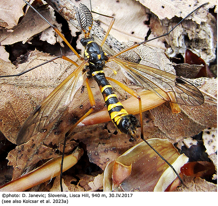 habitus - male