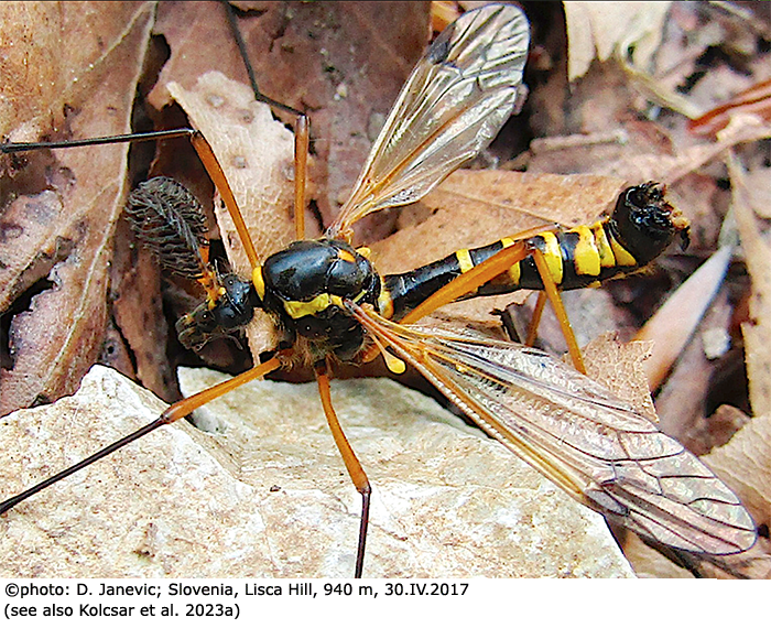 habitus - male