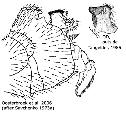 hypopygium