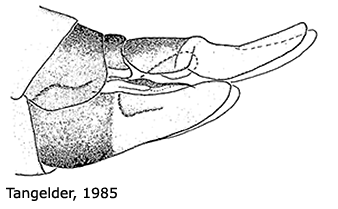 ovipositor