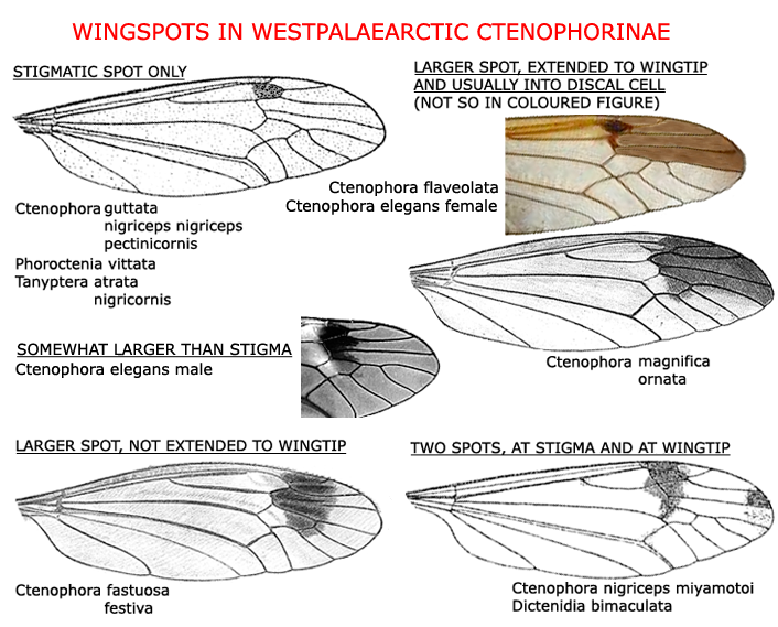 wing