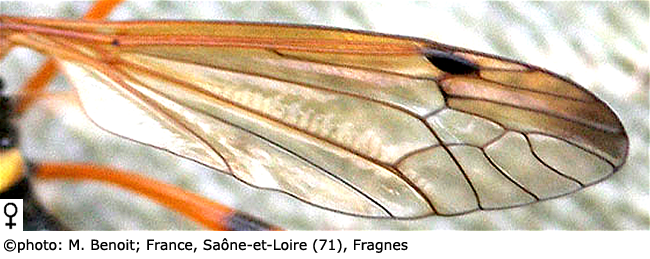 wing