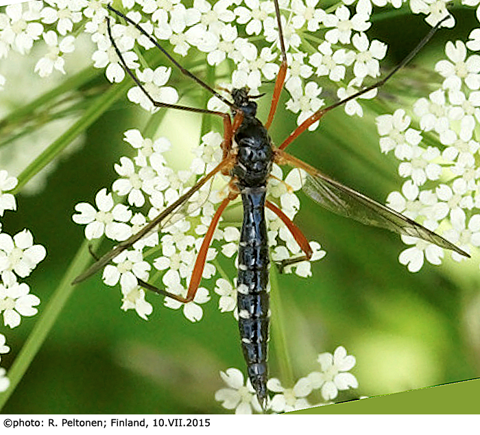 habitus - female