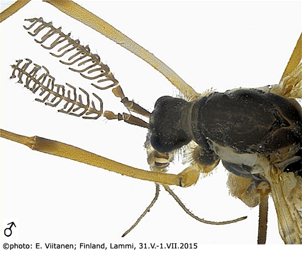 body part(s) - head and antenna