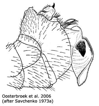 hypopygium