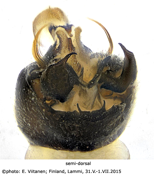 hypopygium