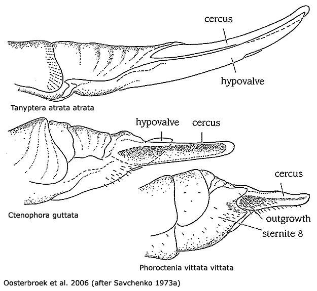 ovipositor