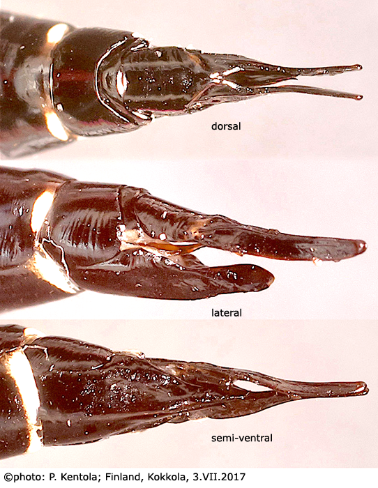 ovipositor