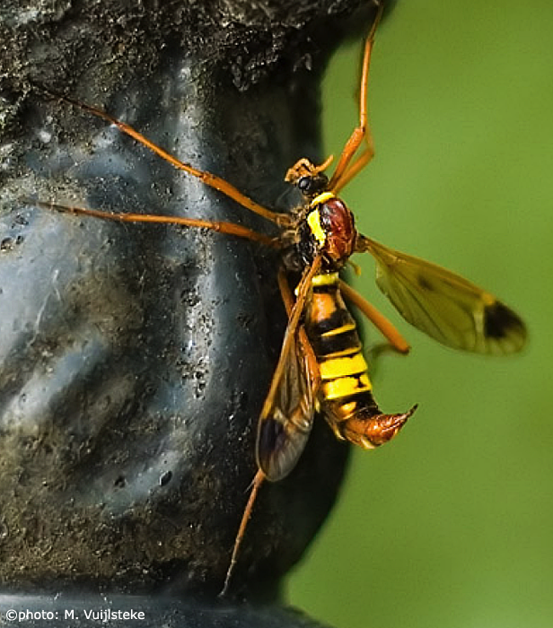 habitus - female