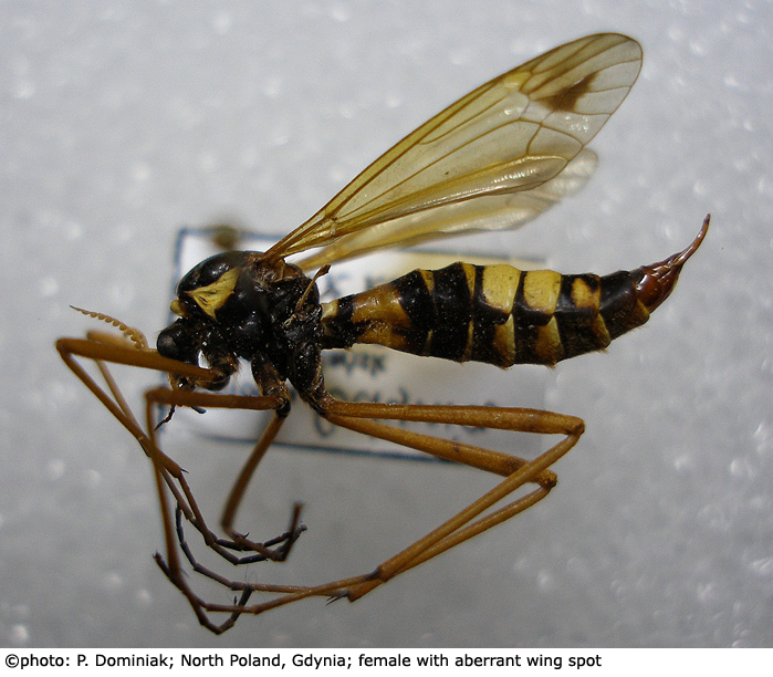 habitus - female