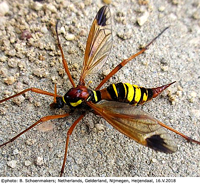 habitus - female