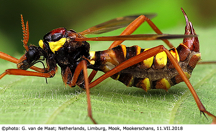 habitus - female