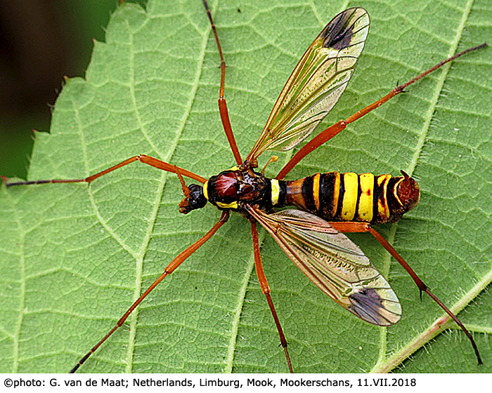habitus - female